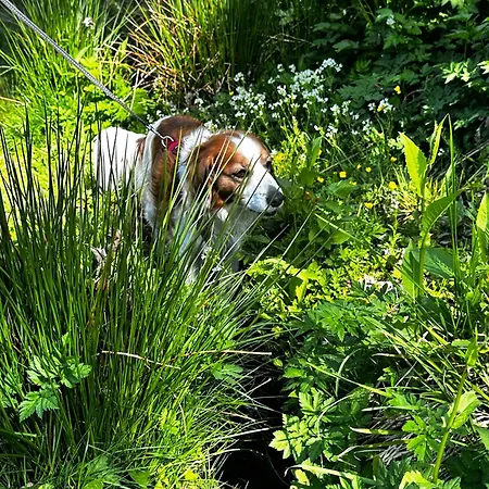Luna - Ankommen Und Wohlfühlen, Mit Balkon, Bergblick, Boxspringbett, Hund Willkommen Apartment Sankt Andreasberg