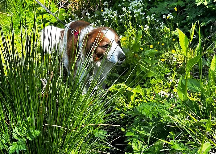 Luna Daire Sankt Andreasberg
